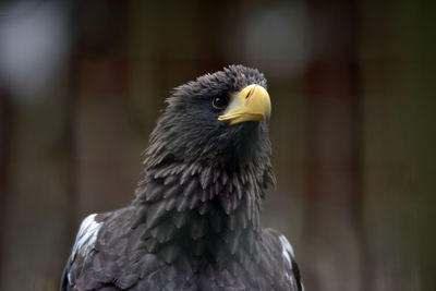 Close-up of eagle against blurred background