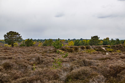 Plants growing on field against sky