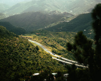 Cayey pine wood forest landscape bridge view around mountains from puerto rico