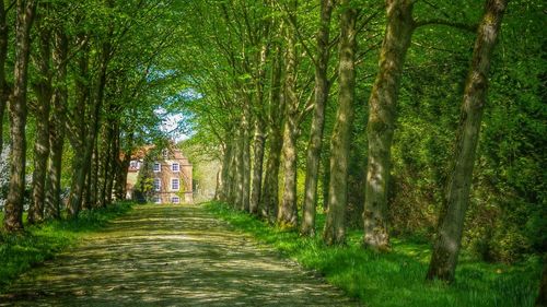 Pathway along trees in forest