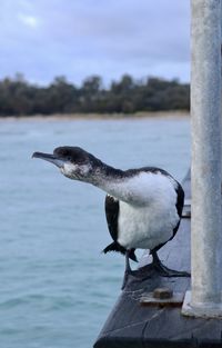 Close-up of seagull perching on a sea