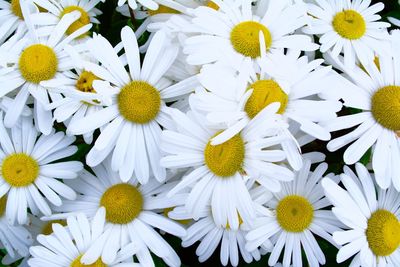 Close-up of white daisy flowers