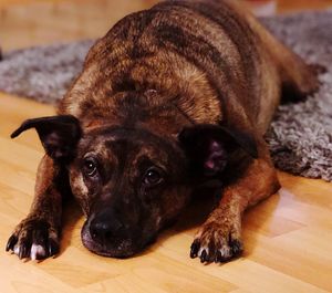 Portrait of dog lying down on floor at home