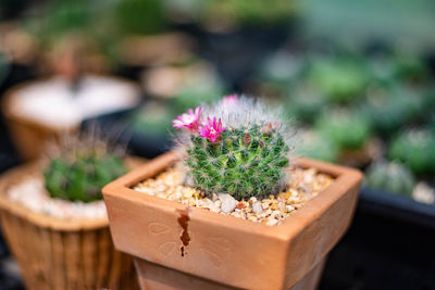 Close-up of potted plant