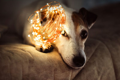 Cute dog jack russell with a christmas sparkling garland on his head