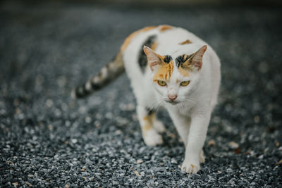 Cat looking away on road