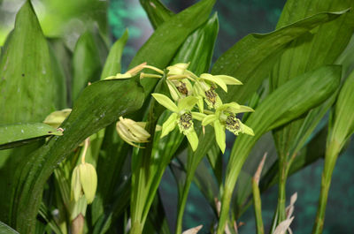 Close-up of fresh green plant