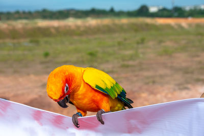 Close-up of parrot perching on a land