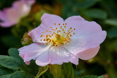 Close-up of pink flowering plant