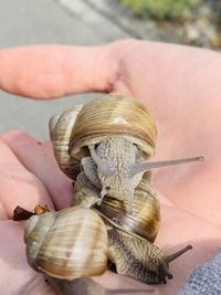 Close-up of snail on hand