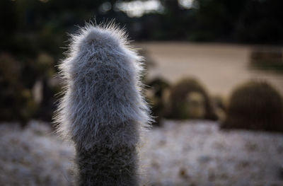 Close-up of rabbit