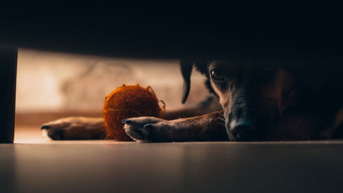 Close-up portrait dog relaxing on floor at home