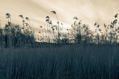 Plants growing on land against sky