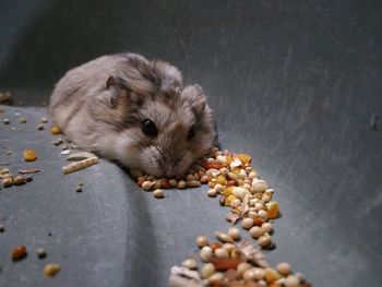 Close-up of squirrel eating food