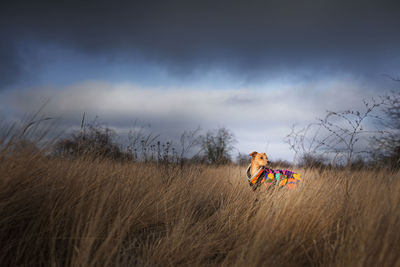 Dog by plants against sky