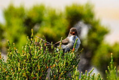 Bird perching on a plant