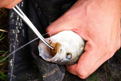 Close-up of hand holding fish