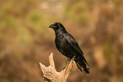 Close-up of bird perching on a plant