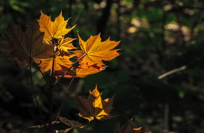 Close-up of leaves on tree trunk