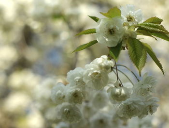 Close-up of white flowers