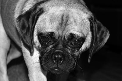 Close-up portrait of dog