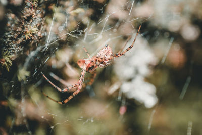 Close-up of spider on web