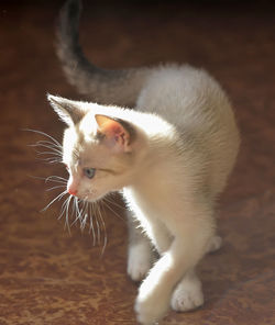 Close-up of cat looking away