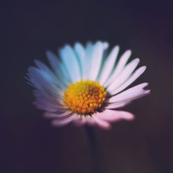 Close-up of yellow flower against black background