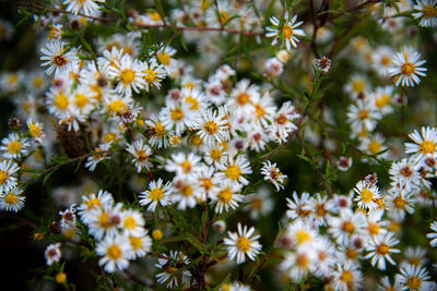 Close-up of yellow flowering plant