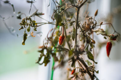 Close-up of chili pepper on plant