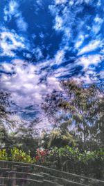 Trees against cloudy sky