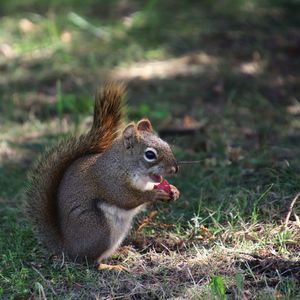 Close-up of squirrel