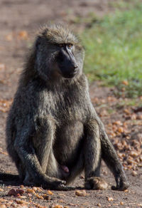 Close-up of monkey sitting on footpath