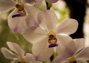 Close-up of flowers blooming outdoors