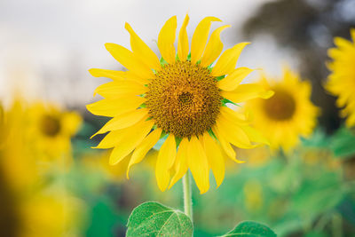 Close-up of yellow sunflower