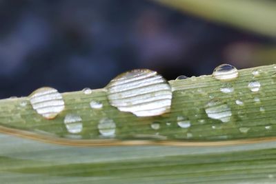 Close-up of wet leaf