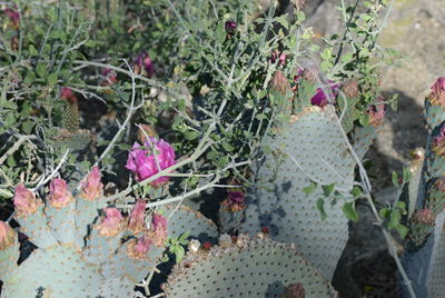 Close-up of prickly pear cactus