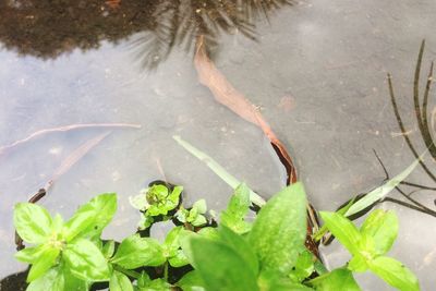 High angle view of plant growing in water