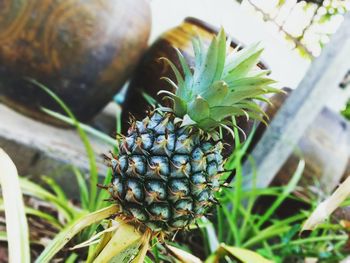 Close-up of fruit growing on plant