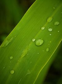 Close-up of raindrops on wet leaf