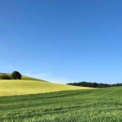 Scenic view of agricultural field against clear blue sky