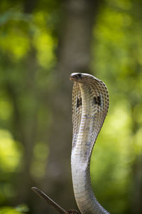 Close-up of a snake 