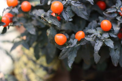 Close-up of fruits growing on tree