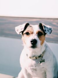 Close-up portrait of white jack russel terrier dog