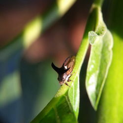 Close-up of insect on leaf