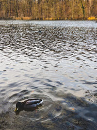 Duck swimming in lake