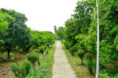 Footpath amidst trees against clear sky