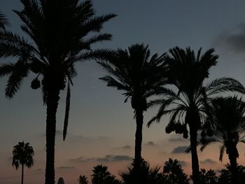 Silhouette palm trees against sky during sunset