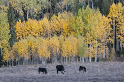 Horses grazing in a forest