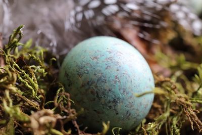 Close-up of eggs